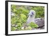 Ecuador, Galapagos Islands, Genovesa, Darwin Bay Beach, Red-Footed Booby Perching in Foliage-Ellen Goff-Framed Photographic Print