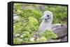 Ecuador, Galapagos Islands, Genovesa, Darwin Bay Beach, Red-Footed Booby Perching in Foliage-Ellen Goff-Framed Stretched Canvas