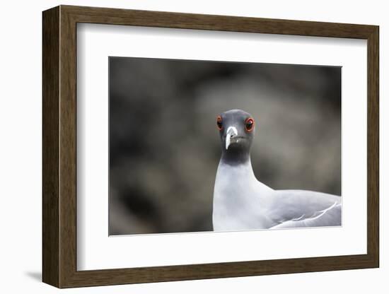 Ecuador, Galapagos Islands, Genovesa, Darwin Bay Beach. Swallow-Tailed Gull Portrait-Ellen Goff-Framed Photographic Print