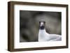 Ecuador, Galapagos Islands, Genovesa, Darwin Bay Beach. Swallow-Tailed Gull Portrait-Ellen Goff-Framed Photographic Print