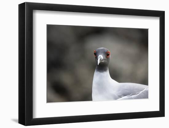 Ecuador, Galapagos Islands, Genovesa, Darwin Bay Beach. Swallow-Tailed Gull Portrait-Ellen Goff-Framed Photographic Print