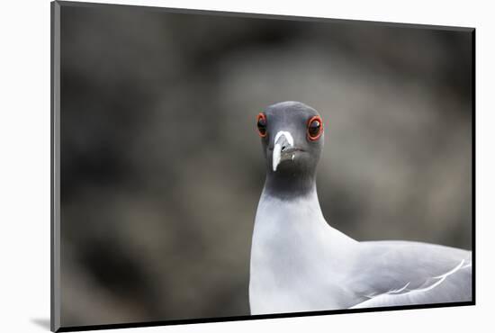 Ecuador, Galapagos Islands, Genovesa, Darwin Bay Beach. Swallow-Tailed Gull Portrait-Ellen Goff-Mounted Photographic Print