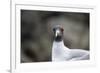 Ecuador, Galapagos Islands, Genovesa, Darwin Bay Beach. Swallow-Tailed Gull Portrait-Ellen Goff-Framed Photographic Print