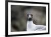 Ecuador, Galapagos Islands, Genovesa, Darwin Bay Beach. Swallow-Tailed Gull Portrait-Ellen Goff-Framed Photographic Print