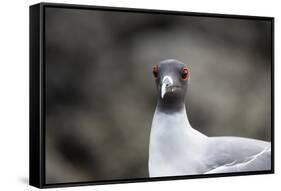 Ecuador, Galapagos Islands, Genovesa, Darwin Bay Beach. Swallow-Tailed Gull Portrait-Ellen Goff-Framed Stretched Canvas
