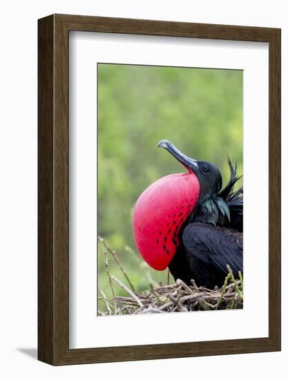 Ecuador, Galapagos Islands, Genovesa, Darwin Bay Beach-Ellen Goff-Framed Photographic Print