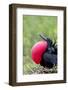 Ecuador, Galapagos Islands, Genovesa, Darwin Bay Beach-Ellen Goff-Framed Photographic Print