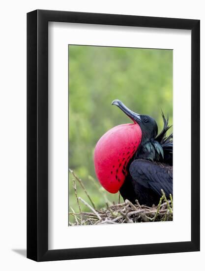 Ecuador, Galapagos Islands, Genovesa, Darwin Bay Beach-Ellen Goff-Framed Photographic Print