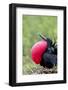 Ecuador, Galapagos Islands, Genovesa, Darwin Bay Beach-Ellen Goff-Framed Photographic Print