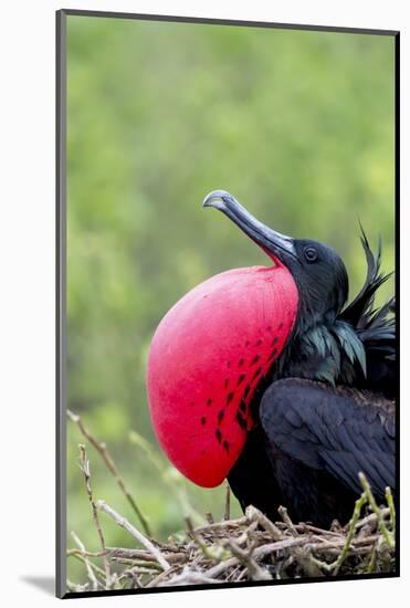 Ecuador, Galapagos Islands, Genovesa, Darwin Bay Beach-Ellen Goff-Mounted Photographic Print