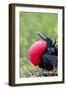 Ecuador, Galapagos Islands, Genovesa, Darwin Bay Beach-Ellen Goff-Framed Photographic Print