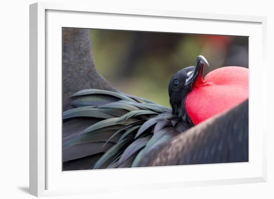 Ecuador, Galapagos Islands, Genovesa, Darwin Bay Beach-Ellen Goff-Framed Photographic Print