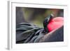 Ecuador, Galapagos Islands, Genovesa, Darwin Bay Beach-Ellen Goff-Framed Photographic Print