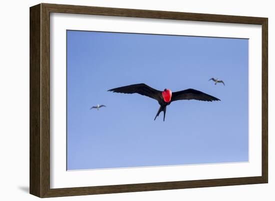 Ecuador, Galapagos Islands, Genovesa, Darwin Bay Beach-Ellen Goff-Framed Photographic Print