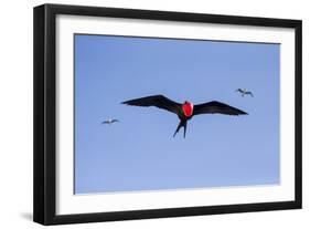 Ecuador, Galapagos Islands, Genovesa, Darwin Bay Beach-Ellen Goff-Framed Photographic Print