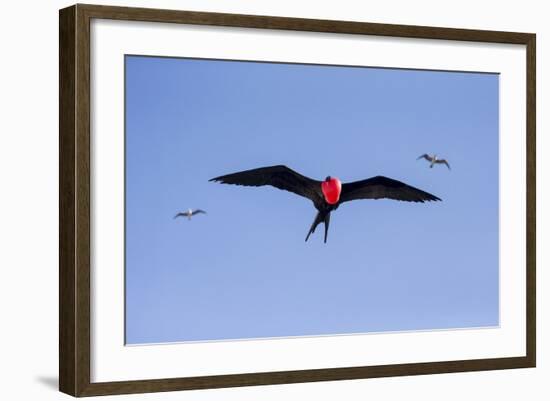 Ecuador, Galapagos Islands, Genovesa, Darwin Bay Beach-Ellen Goff-Framed Photographic Print