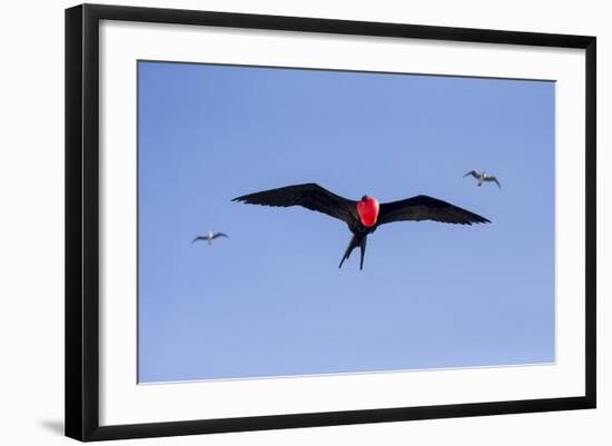 Ecuador, Galapagos Islands, Genovesa, Darwin Bay Beach-Ellen Goff-Framed Photographic Print