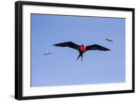 Ecuador, Galapagos Islands, Genovesa, Darwin Bay Beach-Ellen Goff-Framed Photographic Print