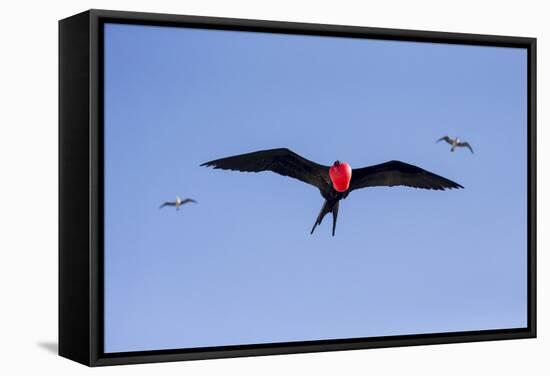 Ecuador, Galapagos Islands, Genovesa, Darwin Bay Beach-Ellen Goff-Framed Stretched Canvas