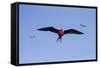 Ecuador, Galapagos Islands, Genovesa, Darwin Bay Beach-Ellen Goff-Framed Stretched Canvas