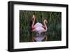 Ecuador, Galapagos Islands, Isabela, Punta Moreno-Ellen Goff-Framed Photographic Print