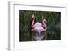 Ecuador, Galapagos Islands, Isabela, Punta Moreno-Ellen Goff-Framed Photographic Print