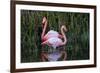 Ecuador, Galapagos Islands, Isabela, Punta Moreno-Ellen Goff-Framed Photographic Print