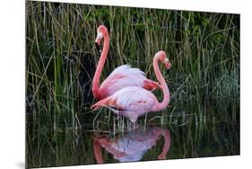 Ecuador, Galapagos Islands, Isabela, Punta Moreno-Ellen Goff-Mounted Photographic Print