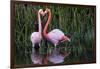 Ecuador, Galapagos Islands, Isabela, Punta Moreno-Ellen Goff-Framed Premium Photographic Print