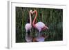 Ecuador, Galapagos Islands, Isabela, Punta Moreno-Ellen Goff-Framed Photographic Print