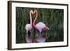 Ecuador, Galapagos Islands, Isabela, Punta Moreno-Ellen Goff-Framed Photographic Print