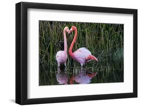 Ecuador, Galapagos Islands, Isabela, Punta Moreno-Ellen Goff-Framed Photographic Print