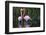 Ecuador, Galapagos Islands, Isabela, Punta Moreno-Ellen Goff-Framed Photographic Print