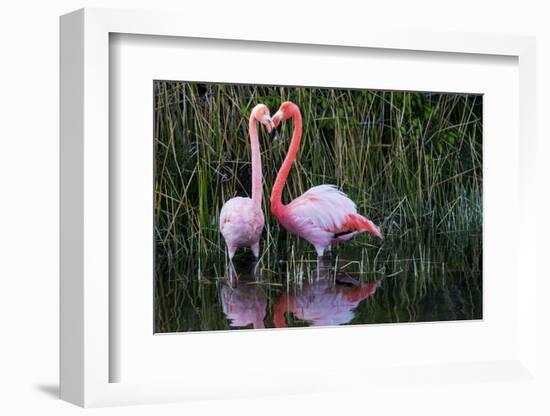 Ecuador, Galapagos Islands, Isabela, Punta Moreno-Ellen Goff-Framed Photographic Print