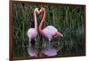 Ecuador, Galapagos Islands, Isabela, Punta Moreno-Ellen Goff-Framed Photographic Print