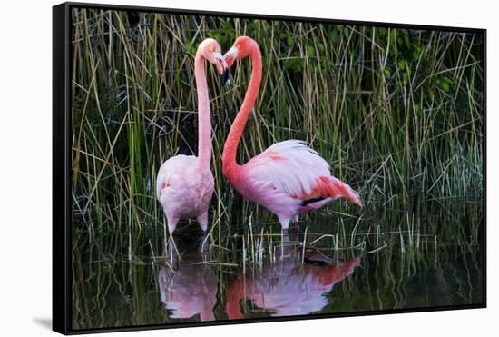 Ecuador, Galapagos Islands, Isabela, Punta Moreno-Ellen Goff-Framed Stretched Canvas