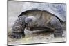 Ecuador, Galapagos Islands, Isabela, Urvina Bay, Galapagos Giant Tortoise Walking-Ellen Goff-Mounted Photographic Print