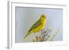 Ecuador, Galapagos Islands, Isabela, Urvina Bay. Male Yellow Warbler on a Tree Branch-Ellen Goff-Framed Photographic Print