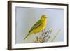 Ecuador, Galapagos Islands, Isabela, Urvina Bay. Male Yellow Warbler on a Tree Branch-Ellen Goff-Framed Photographic Print