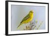 Ecuador, Galapagos Islands, Isabela, Urvina Bay. Male Yellow Warbler on a Tree Branch-Ellen Goff-Framed Photographic Print