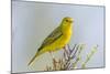 Ecuador, Galapagos Islands, Isabela, Urvina Bay. Male Yellow Warbler on a Tree Branch-Ellen Goff-Mounted Photographic Print