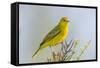 Ecuador, Galapagos Islands, Isabela, Urvina Bay. Male Yellow Warbler on a Tree Branch-Ellen Goff-Framed Stretched Canvas