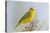 Ecuador, Galapagos Islands, Isabela, Urvina Bay. Male Yellow Warbler on a Tree Branch-Ellen Goff-Stretched Canvas