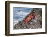 Ecuador, Galapagos Islands, Isabela, Urvina Bay, Sally Lightfoot Crab on a Rock-Ellen Goff-Framed Photographic Print