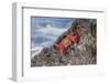 Ecuador, Galapagos Islands, Isabela, Urvina Bay, Sally Lightfoot Crab on a Rock-Ellen Goff-Framed Photographic Print