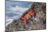 Ecuador, Galapagos Islands, Isabela, Urvina Bay, Sally Lightfoot Crab on a Rock-Ellen Goff-Mounted Photographic Print