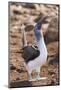 Ecuador, Galapagos Islands, North Seymour Island. Blue-Footed Booby Displaying-Ellen Goff-Mounted Photographic Print