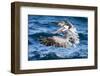 Ecuador, Galapagos Islands, North Seymour Island, Brown Pelican Flying-Ellen Goff-Framed Photographic Print