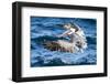 Ecuador, Galapagos Islands, North Seymour Island, Brown Pelican Flying-Ellen Goff-Framed Photographic Print