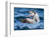 Ecuador, Galapagos Islands, North Seymour Island, Brown Pelican Flying-Ellen Goff-Framed Photographic Print